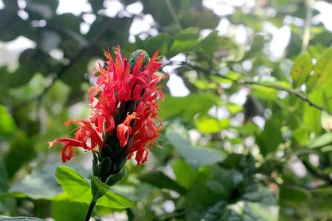 Red flower Foto stock