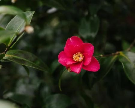 Red flower Stock Photos