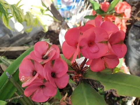 Red flower Stock Photos