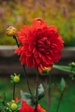 Red flower Foto stock