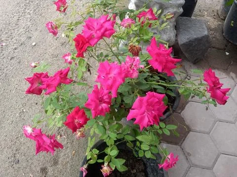 Red flower 스톡 사진