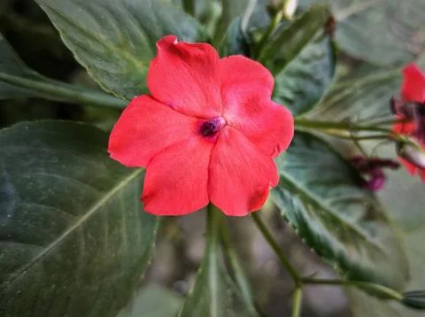 Red flower Stock Photos