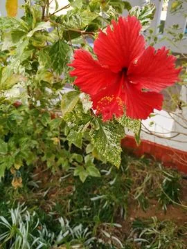 Red flower Foto stock