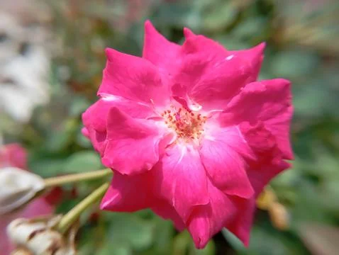 Red Flower 库存照片