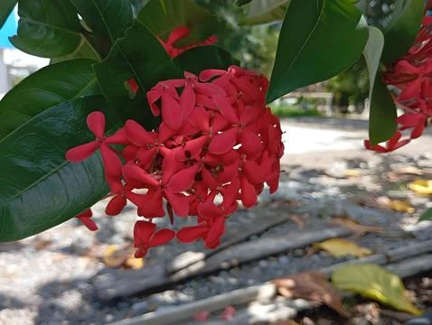 Red Flower Stock Photos