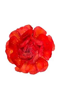 Red flower Stock Photos