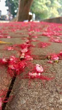 Red flower 库存照片