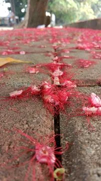 Red flower 库存照片