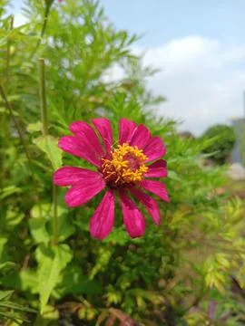 Red flower Stock Photos