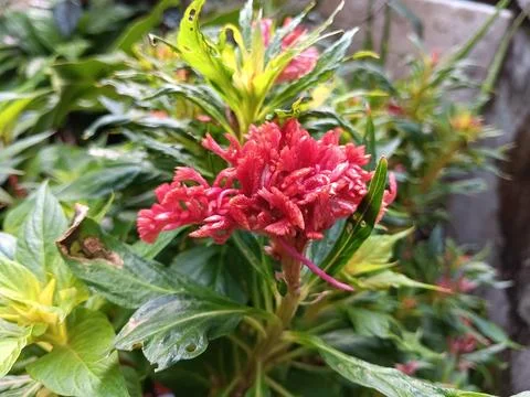 Red flower Stock Photos