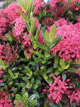 Red flower Foto stock