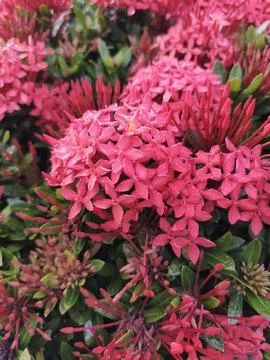 RED FLOWER Foto stock