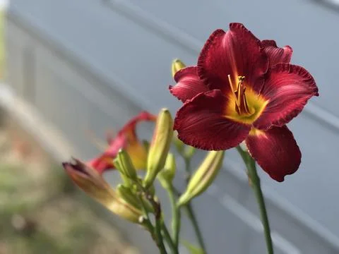Red flower Foto stock