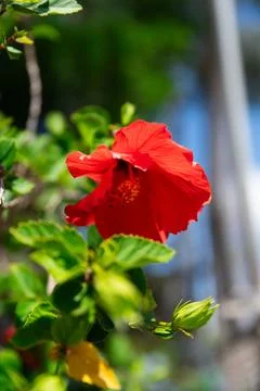 Red Flower Photos
