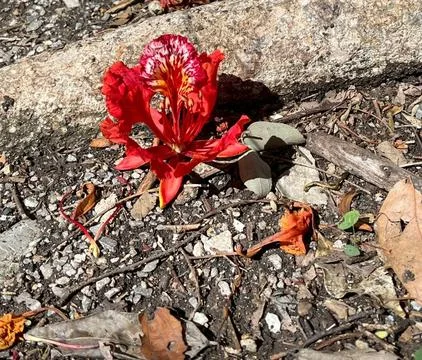 Red flower Stock Photos