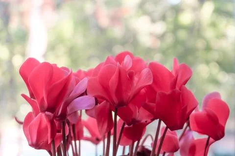 Red flower Stock Photos
