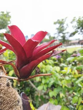 Red flower 스톡 사진