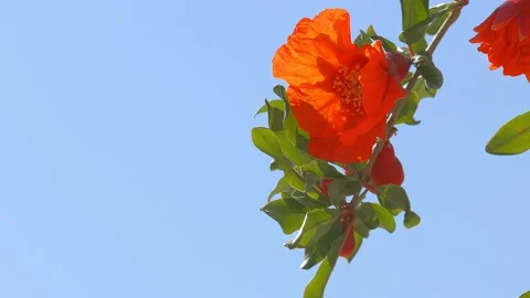 Red flower of pomegranate at wind Stock Footage 92902072