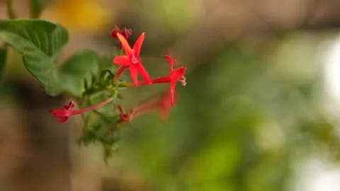 Red Flower - Portrait edition Stock Footage 178461365