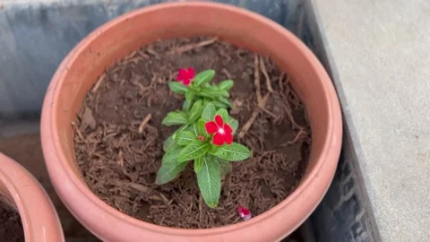 Red flower in a pot with a blurred background Stock Footage 234052275