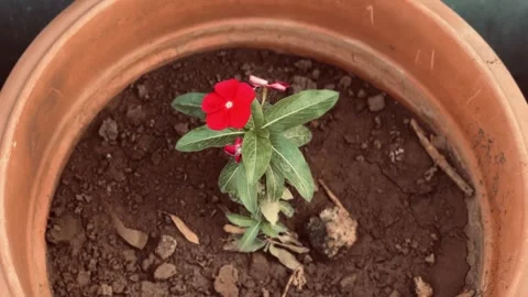 Red flower in a pot close-up Stock Footage 234052268