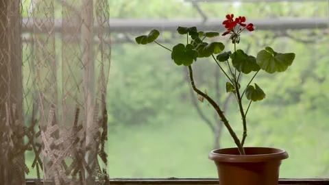 Red flower in a pot Stock Footage 243723175