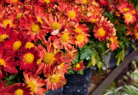 Red flower in  pot. 写真素材