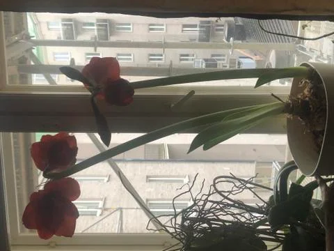 Red flower in a pot Stock Photos