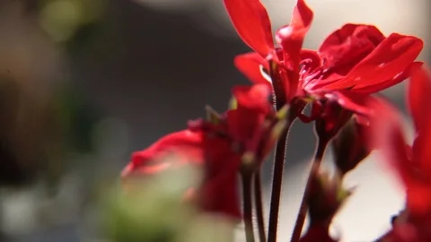 Red flower pull down close up on the wind Stock Footage 113197095