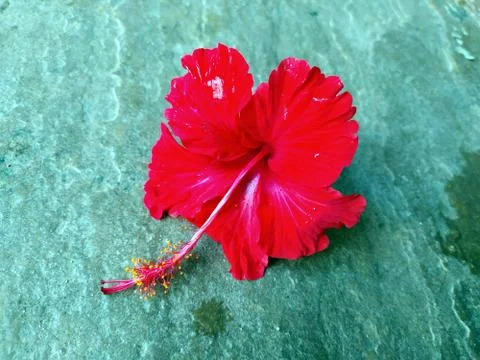 A red flower put on a stone background Stock Photos