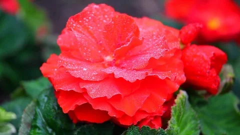 Red flower rain drops Stock Footage 89454689