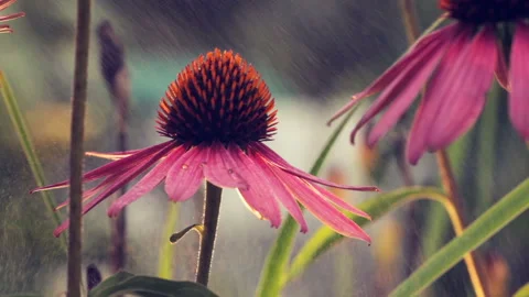 Red flower in the rain Video stock 98836947