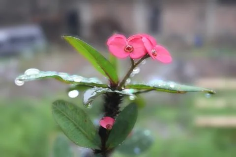 Red Flower Rain Photos