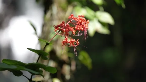 Red flower in the rainforest with a blurry background Stock Footage 262404148
