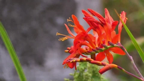 Red Flower On Right Side Vidéo 69233934