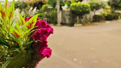 Red flower on the roadside Stock Photos