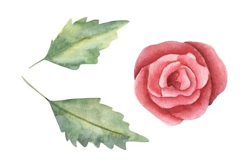 Red flower rose or eustoma painted in watercolor with leaves. Hand drawn Stock Illustration