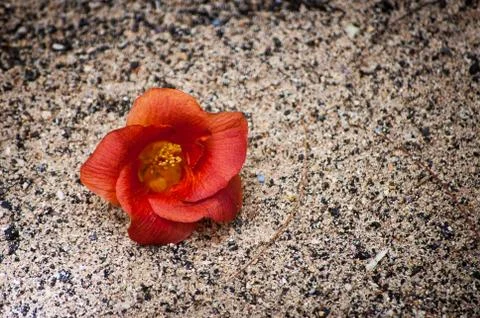 Red flower on sand background Stock Photos