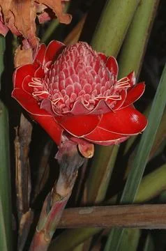 Red flower with scalloped pattern Stock Photos