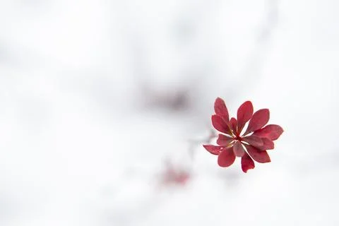 A red flower is seen blooming on a thin branch against a soft white backgroun Stock Photos