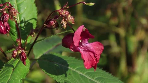 Red flower shaking in the wind 動画素材 68378388