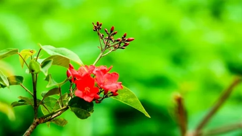 A red flower is shaking in the wind. Vidéo 145972911