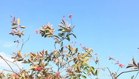Red flower in the sky Stock Footage 10579580