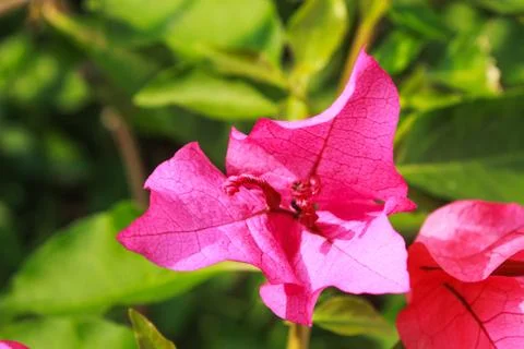 Red flower with soft background macro Foto stock