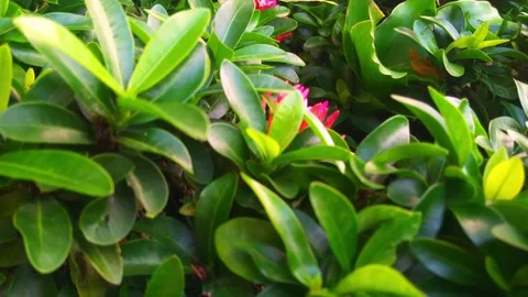 Red flower spike Stock Footage 252804236