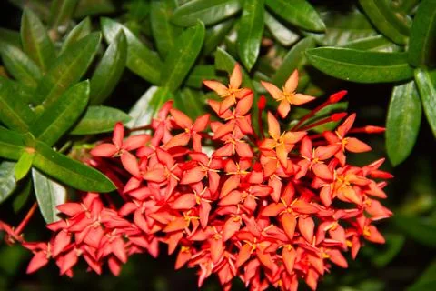 Red flower spike Stock Photos