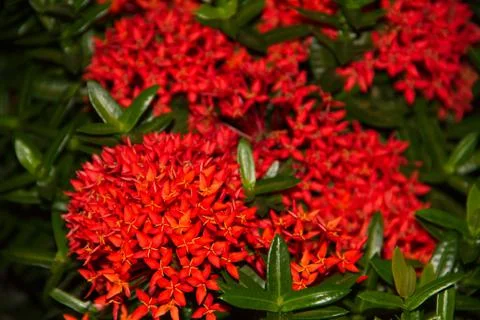 Red flower spike Stock Photos
