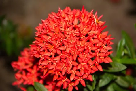 Red flower spike Foto stock