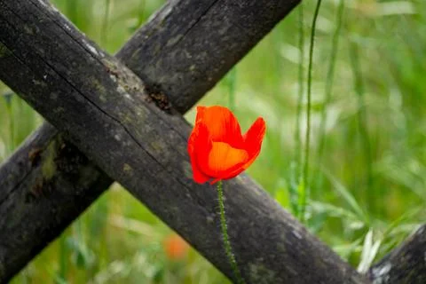 A red flower in spring Stock Photos