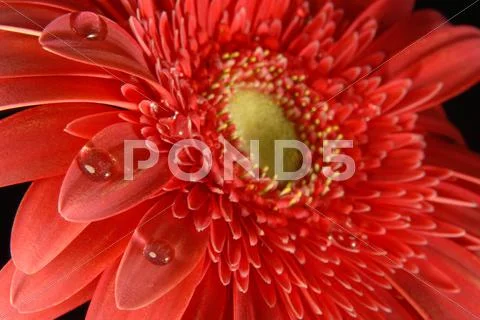 Red flower spring time background Stock Photos